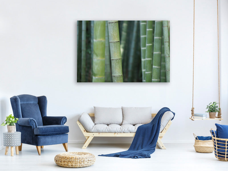 canvas-print-bamboo-in-xxl