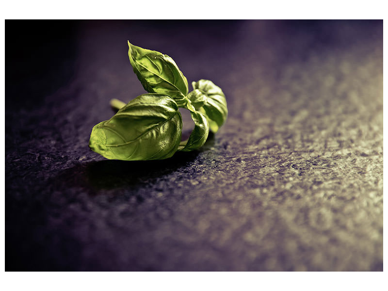 canvas-print-basil-leaves