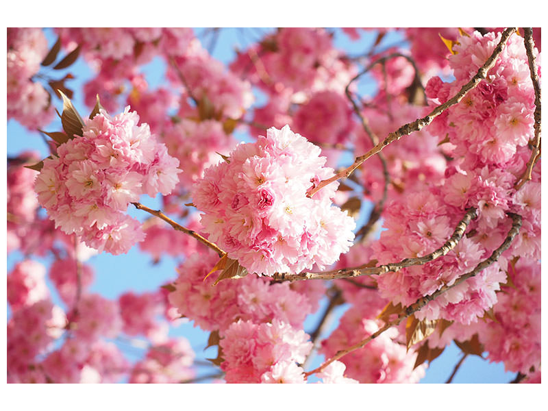 canvas-print-beautiful-cherry-blossoms