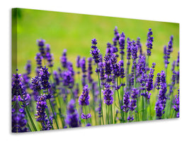 canvas-print-beautiful-lavender