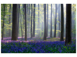 canvas-print-bluebells