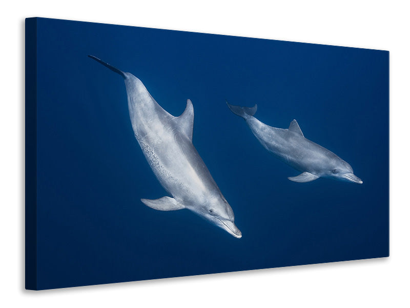 canvas-print-bottlenose-dolphins