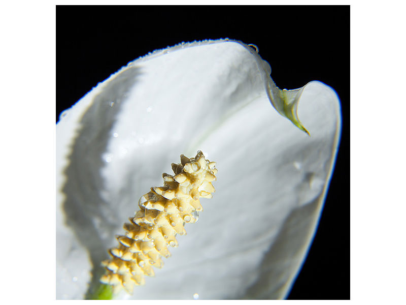 canvas-print-calla-close-up-in-white