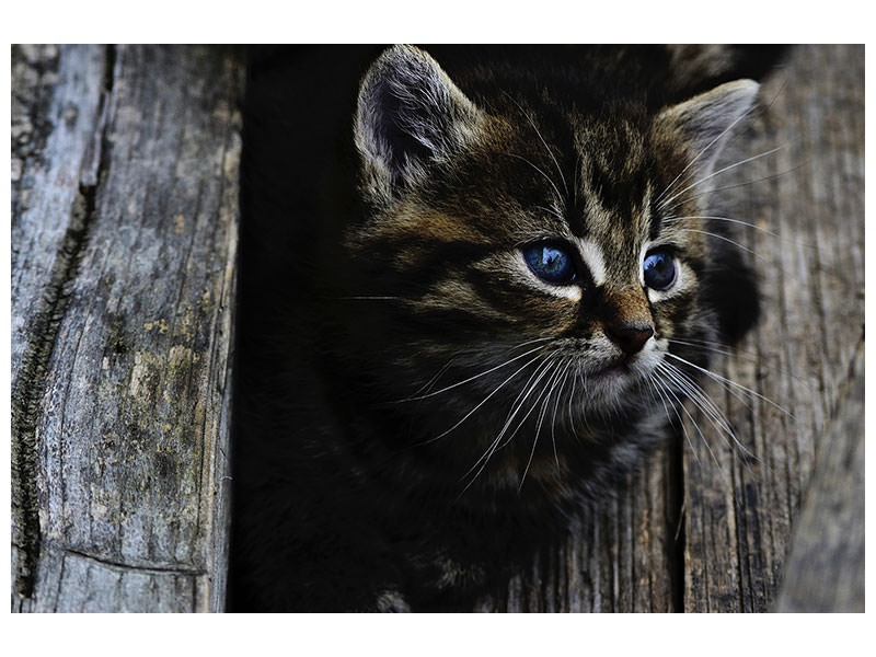 canvas-print-cats-child