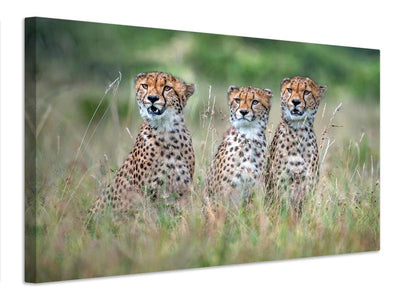 canvas-print-cheetah-cubs-x