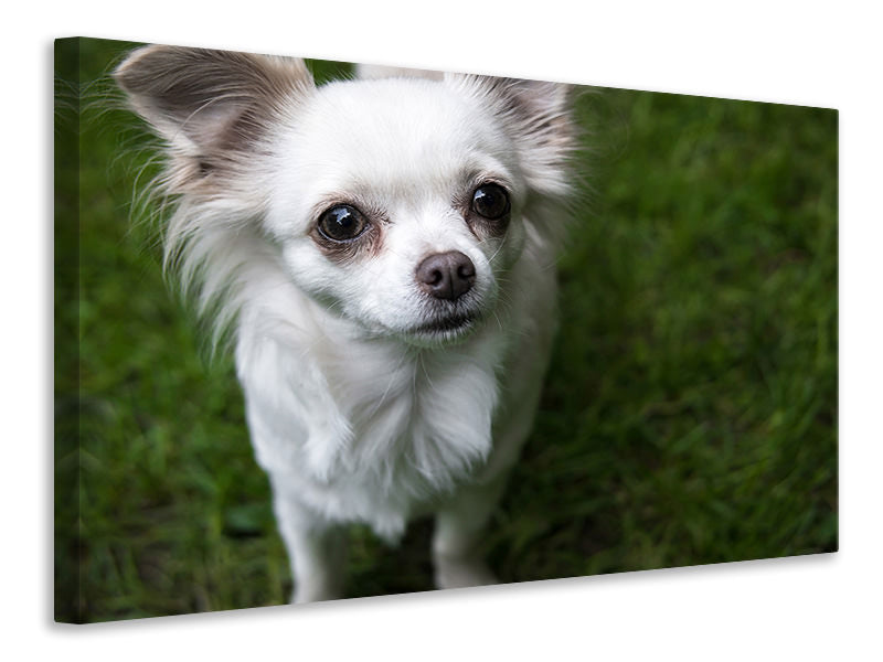 canvas-print-chihuahua-look