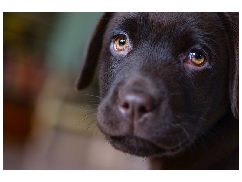 canvas-print-cute-labrador-puppy