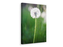 canvas-print-dandelion