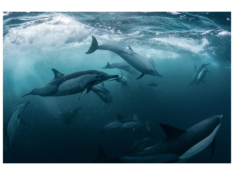 canvas-print-dolphine-run-x