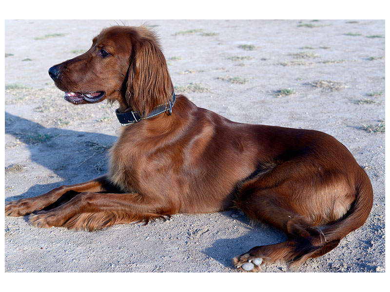 canvas-print-elegant-irish-setter