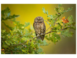 canvas-print-eurasian-scops-owl-x