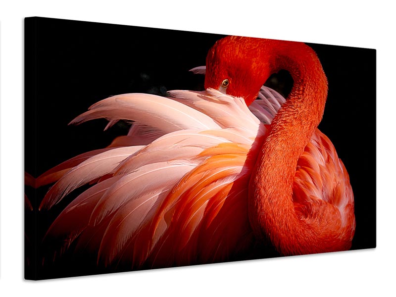 canvas-print-flamingo-xoc