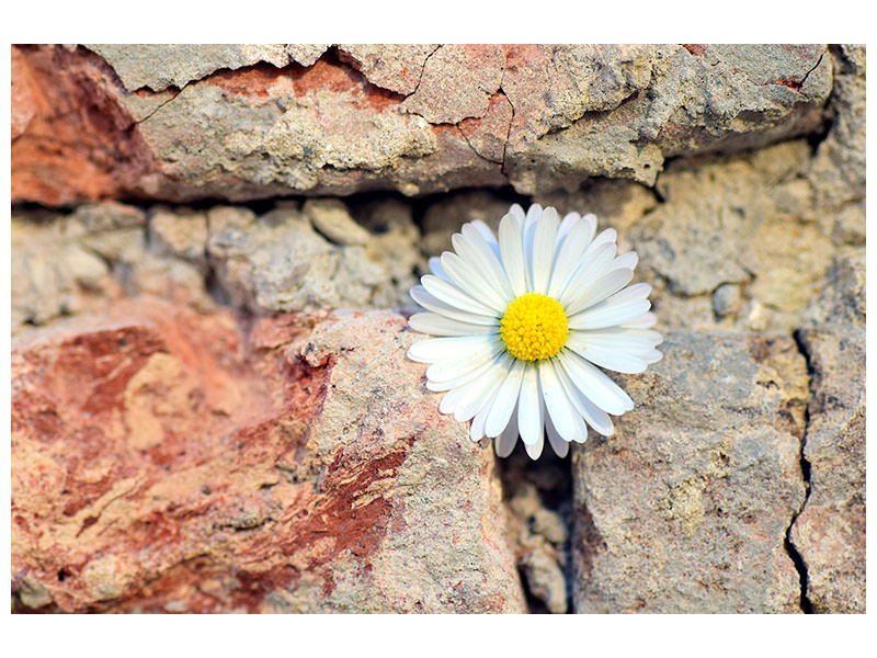 canvas-print-flower-in-the-wall