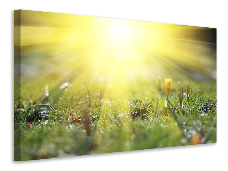 canvas-print-flowery-meadow