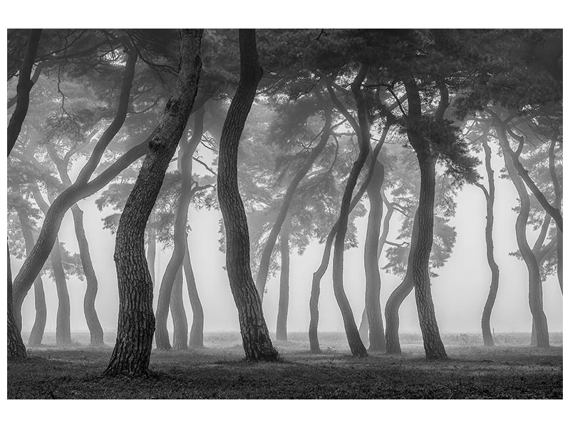 canvas-print-foggy-morning-x