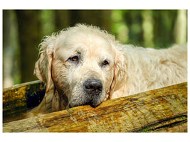 canvas-print-golden-retriever-in-nature