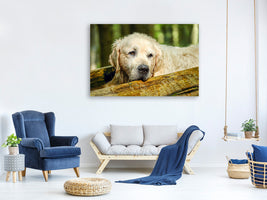 canvas-print-golden-retriever-in-nature