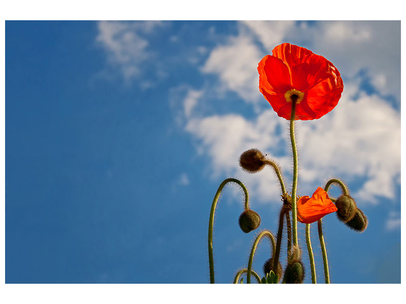 canvas-print-gorgeous-poppy