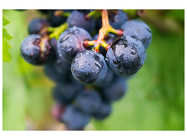 canvas-print-grapes