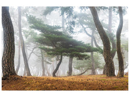 canvas-print-in-the-misty-pine-forest-x