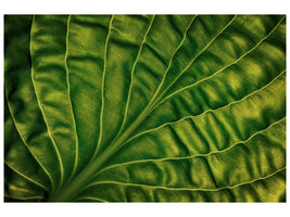 canvas-print-leaf-of-a-hosta