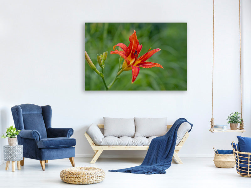 canvas-print-lily-blossom-in-the-nature