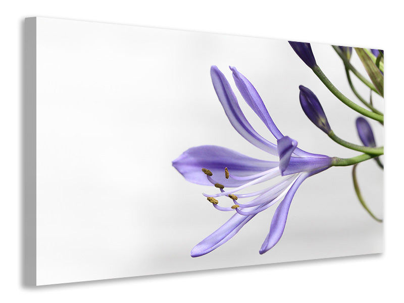 canvas-print-lily-flower-in-purple