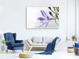 canvas-print-lily-flower-in-purple