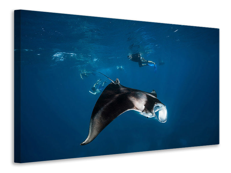 canvas-print-manta-ray-ii