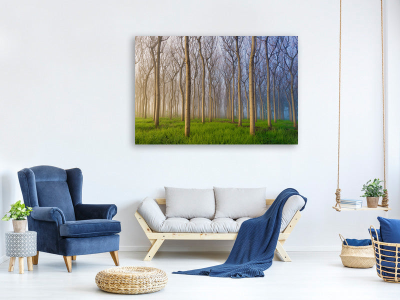 canvas-print-morning-of-the-forest