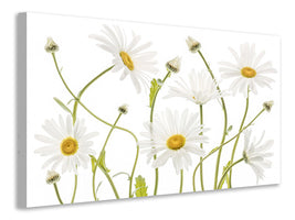 canvas-print-ox-eye-daisies