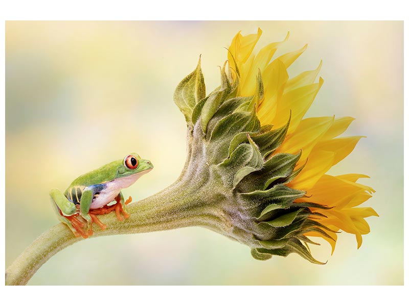 canvas-print-red-eyed-tree-frog-on-a-sunflower-x