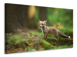 canvas-print-red-fox