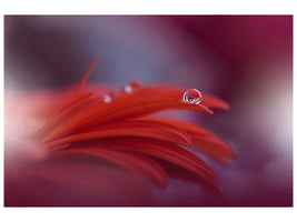 canvas-print-red-passion