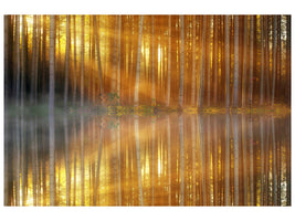 canvas-print-romantic-mood-in-the-forest
