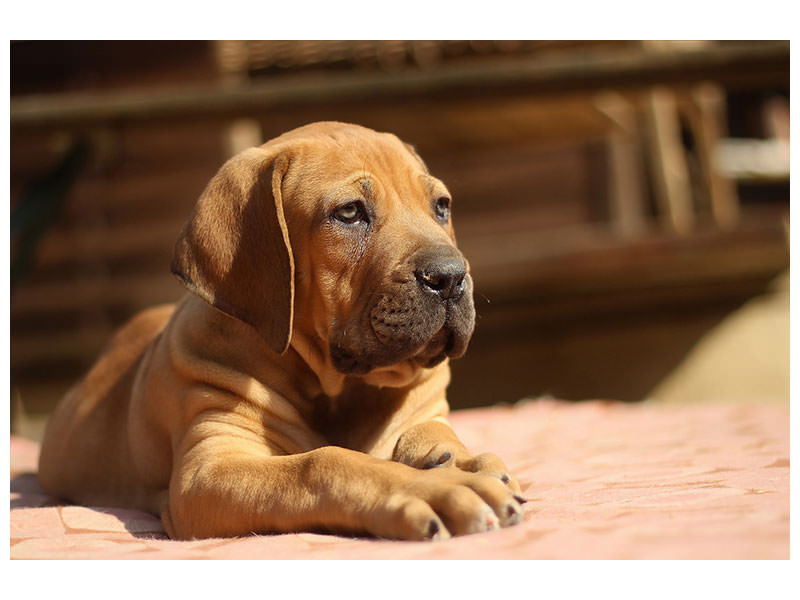 canvas-print-sad-dog-look