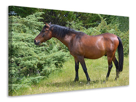 canvas-print-strong-horse