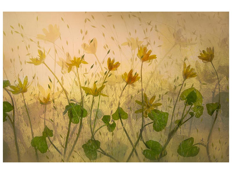 canvas-print-sunny-flowers-x