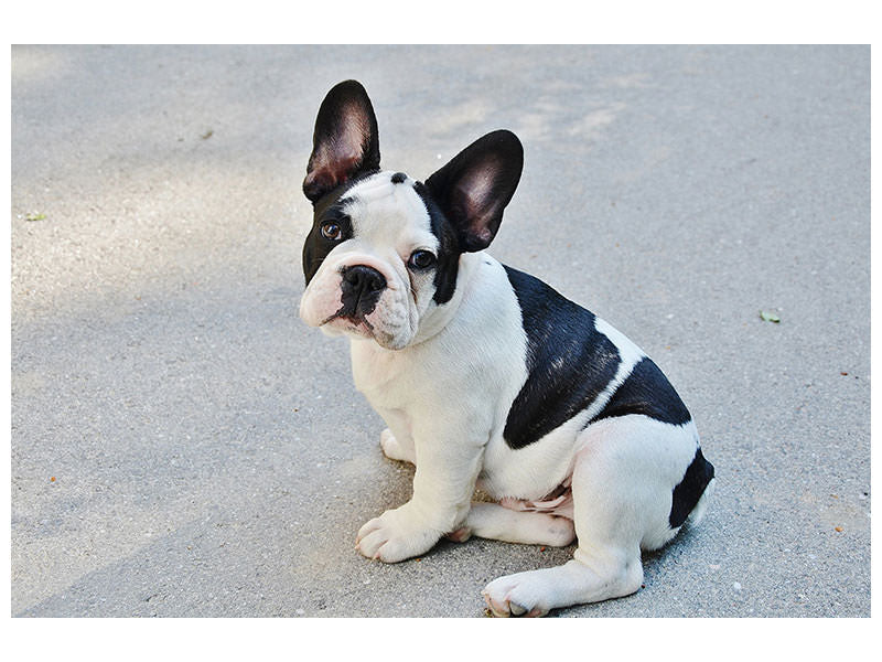 canvas-print-sweet-french-bulldog