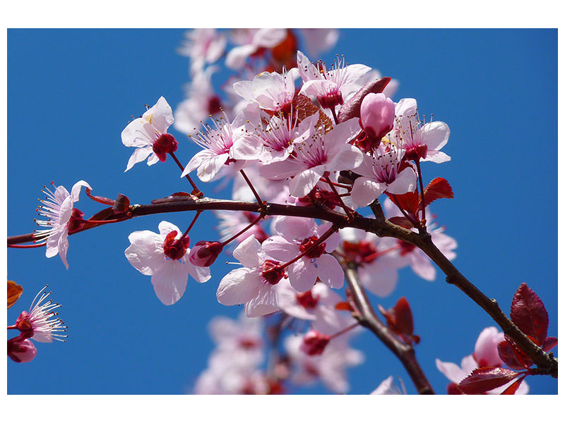 canvas-print-the-almond-blossom