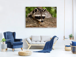 canvas-print-the-cute-raccoon