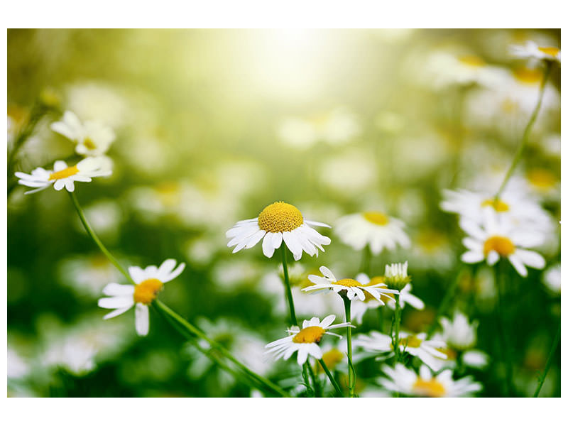 canvas-print-the-daisy