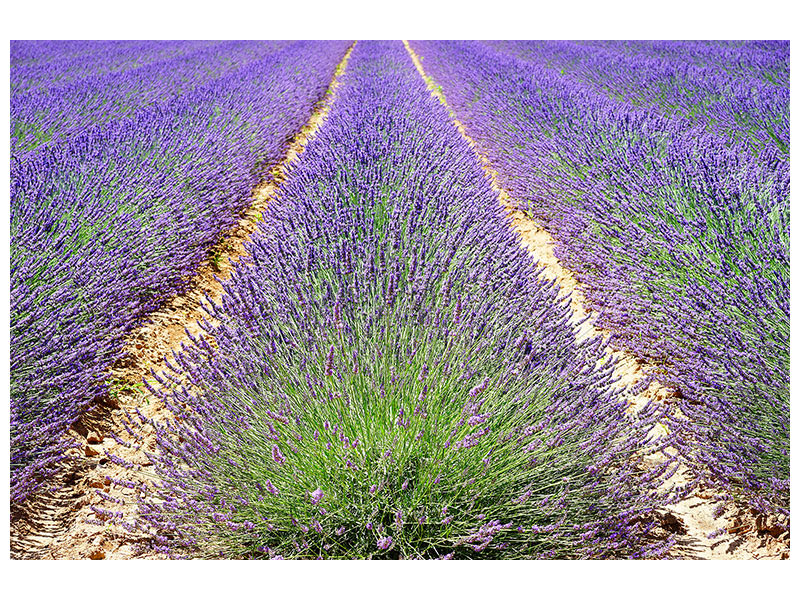 canvas-print-the-lavender-field