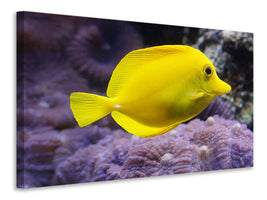 canvas-print-the-lemon-doctor-fish