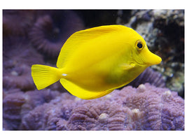 canvas-print-the-lemon-doctor-fish