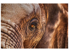 canvas-print-the-look-of-the-elephant