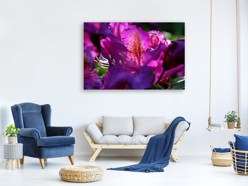 canvas-print-the-rhododendron