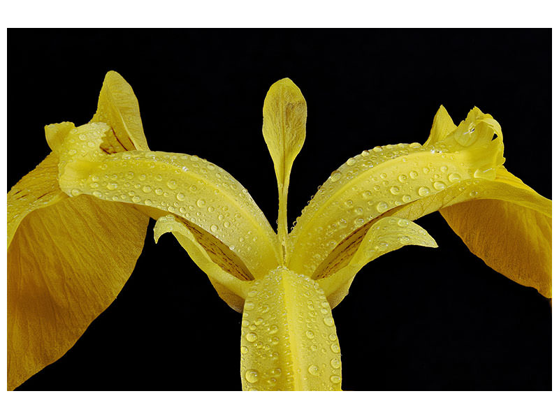 canvas-print-the-swamp-iris