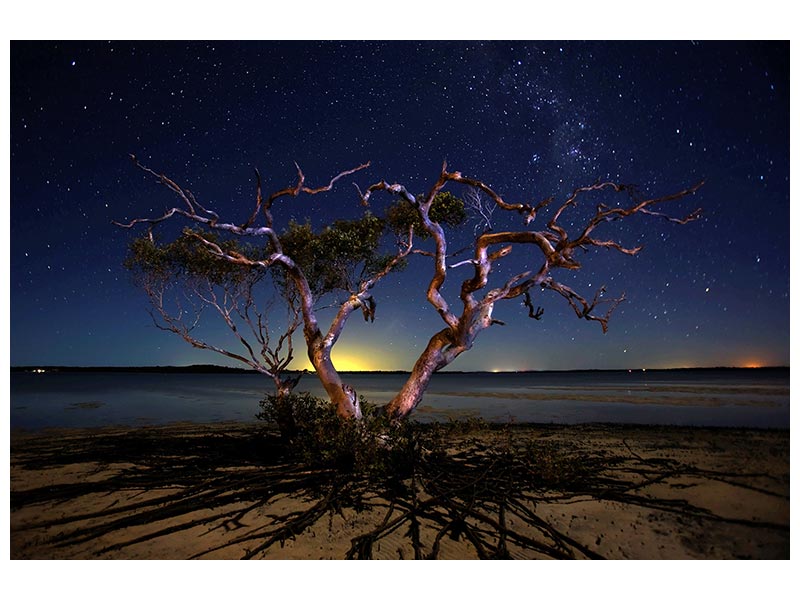 canvas-print-the-tree-x