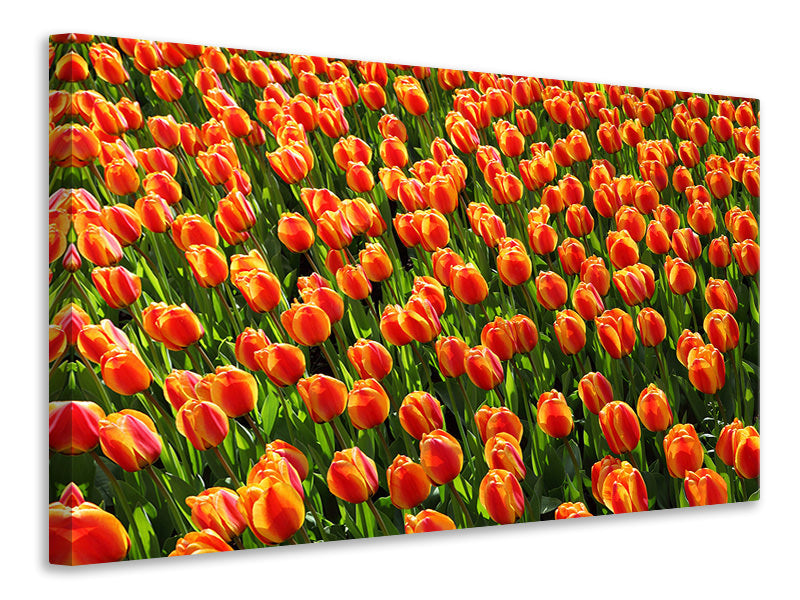 canvas-print-tulip-field-in-orange